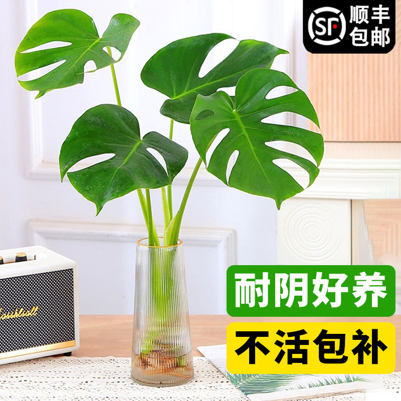 龟背竹水培植物盆栽室内客厅办公室吸甲醛净化空气四季常青好养活