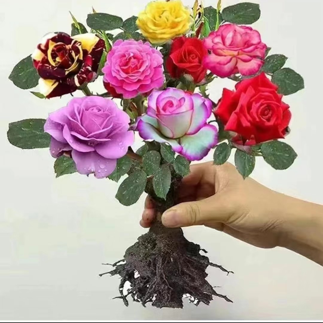 云南基地多肉多色嫁接苗玫瑰花苗月季苗庭院阳台四季开花买三送一