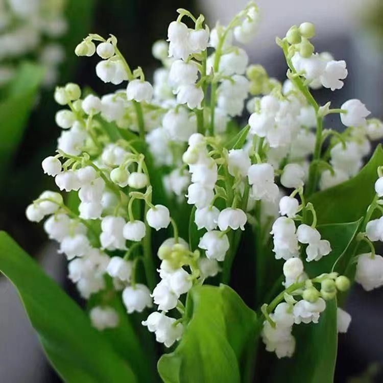 铃兰带芽10棵浓香花卉绿植阳台室内花苗耐寒盆栽芳香当年四季开花