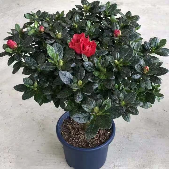 【带花苞发货】杜鹃花盆栽四季开花室内植物盆栽绿植大叶