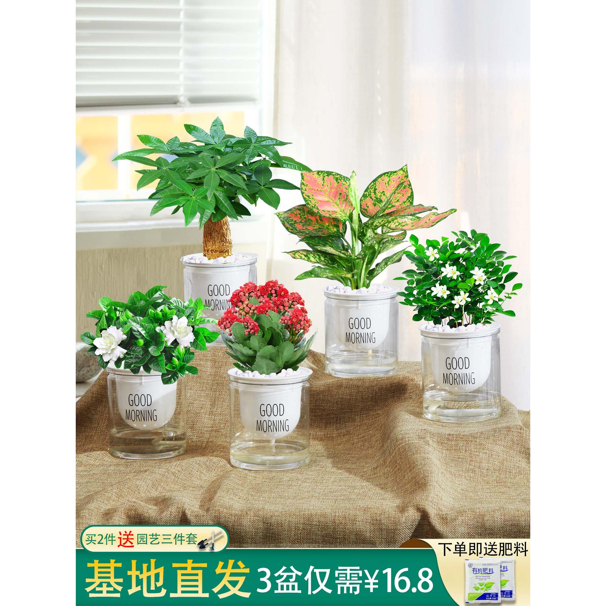 绿植发财树黄金葛栀子花卉盆栽办公室内九里香吸甲醛水培多肉植物