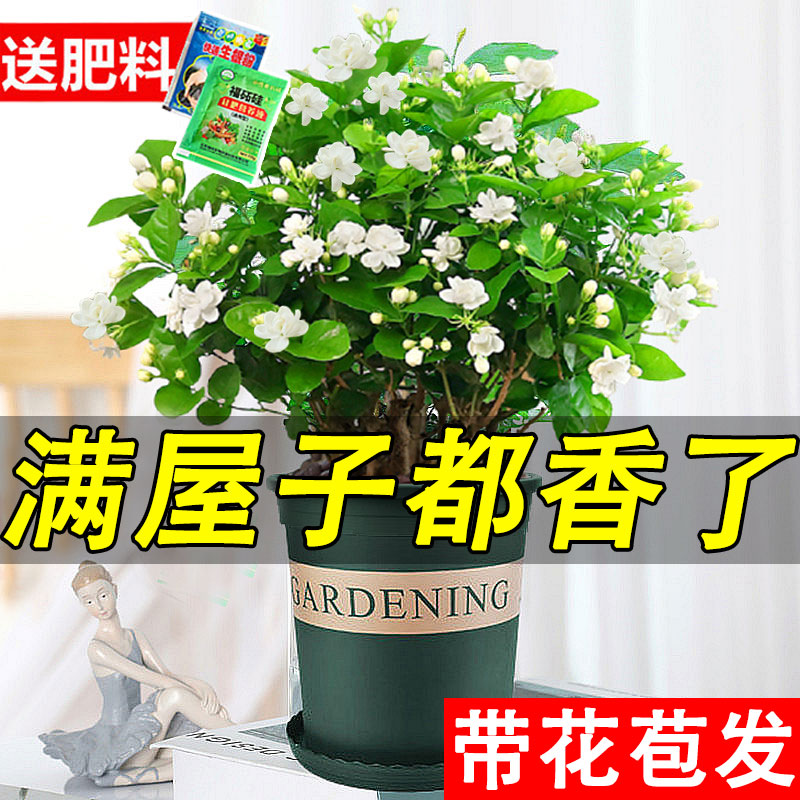 茉莉花苗盆栽带花苞老桩驱蚊四季开花卉九里香植物室内浓香好养活