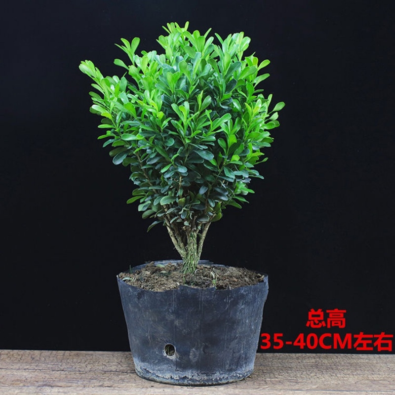 盆景常青绿植黄杨花卉办公室内植物树苗桌面盆栽客厅庭院好养四季