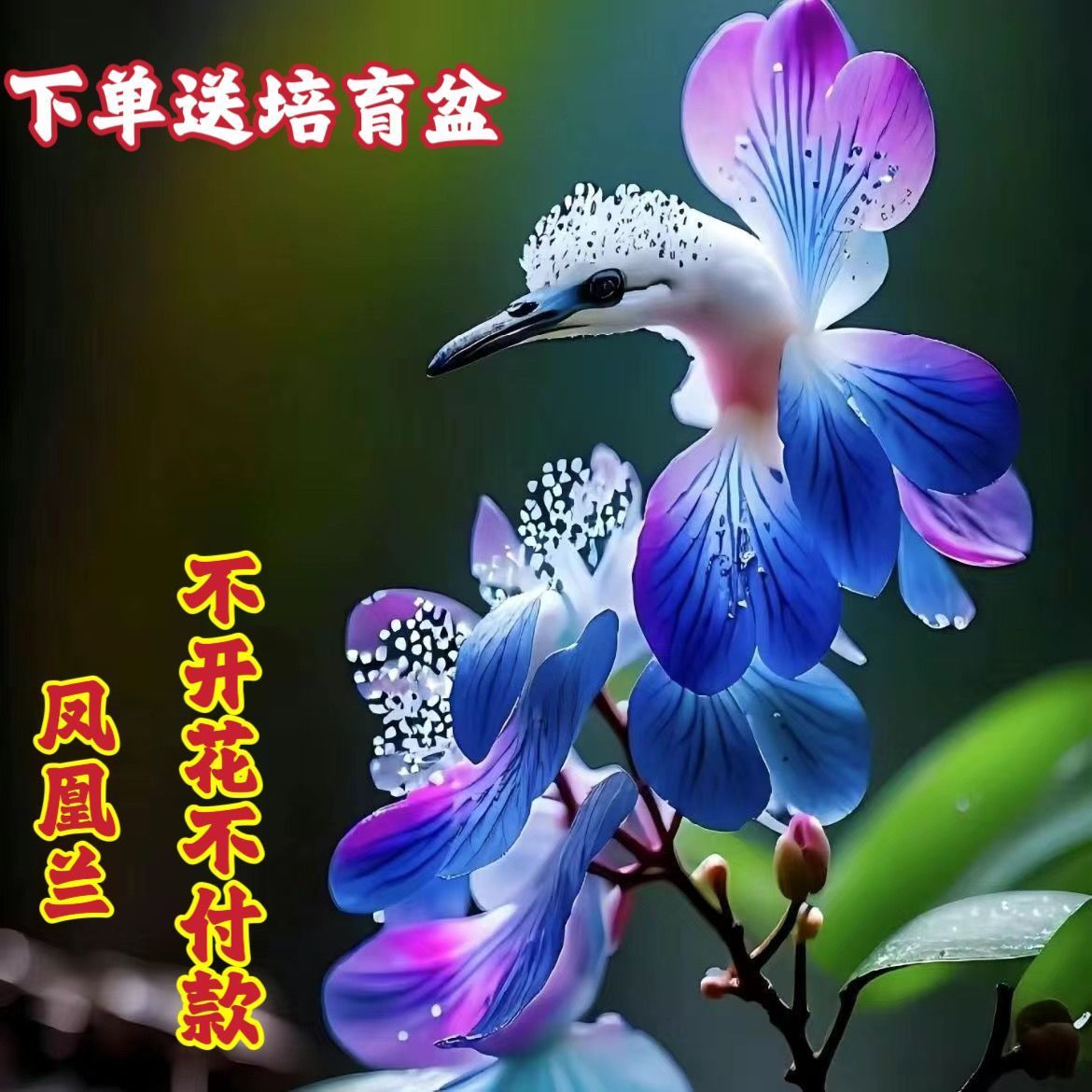 浓香凤凰兰球根盆栽耐寒耐热花四季开花室内外阳台水土培庭院绿植