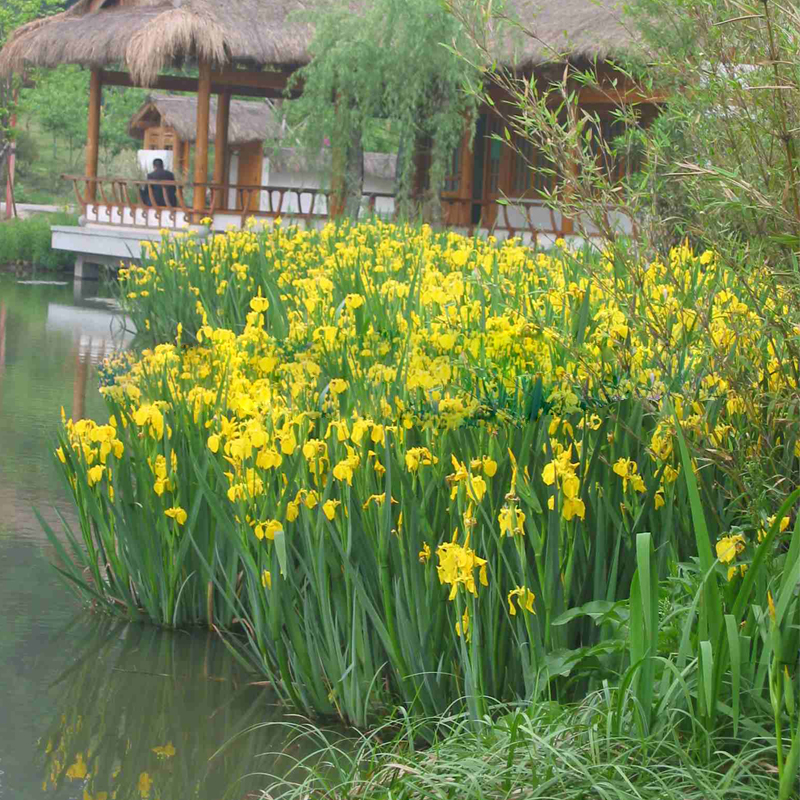 黄菖蒲花苗蓝花马兰花黄花鸢尾庭院水池水生花卉植物鱼塘灌丛植物