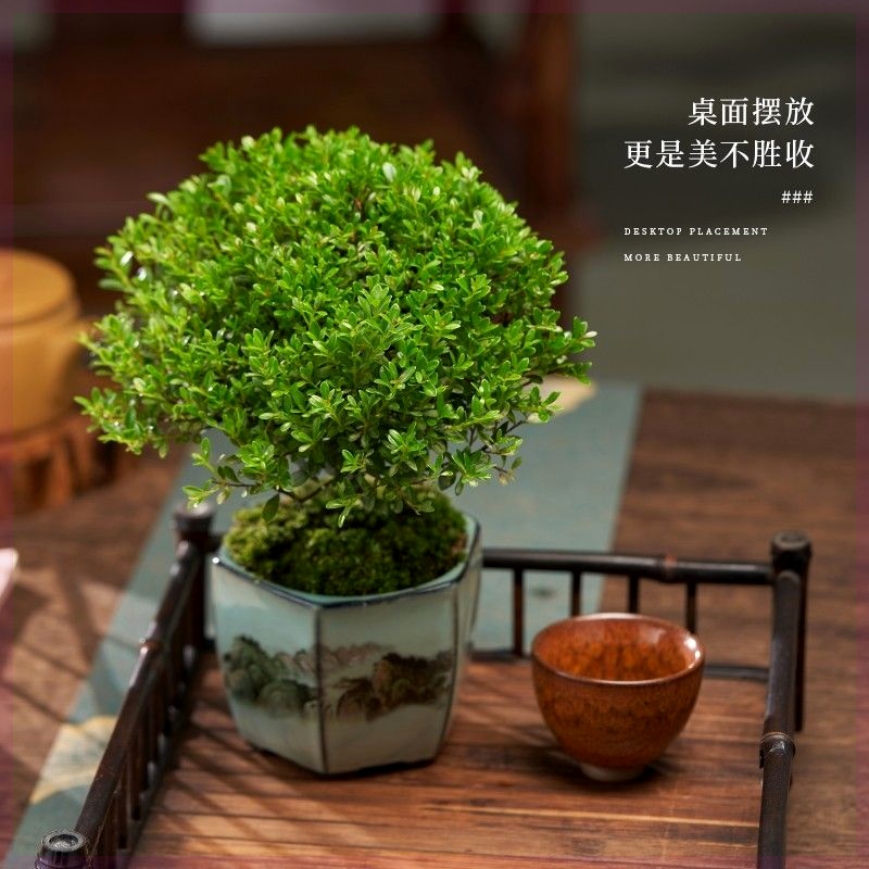 小叶赤楠植物盆栽老桩花卉盆景办公室内好养四季常绿陶瓷盆绿植
