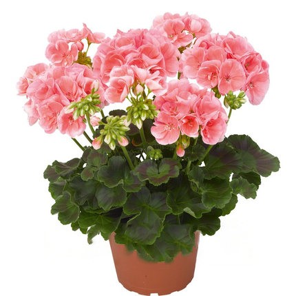 重瓣天竺葵盆栽花苗大花四季开花不断洋绣球苗室内阳台好养的花卉