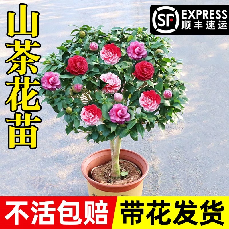 香妃山茶花树苗盆栽五色赤丹花卉植物室内好养茶花树苗四季开花卉