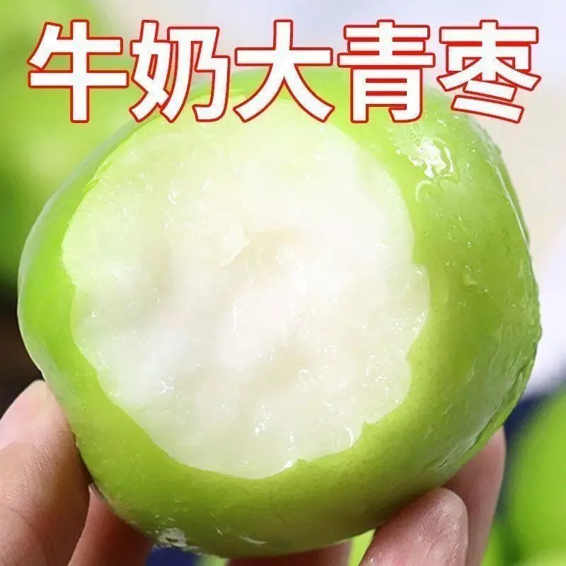 台湾大青枣树苗 南方北方种植 嫁接枣果树苗 牛奶枣树苗 当年结果