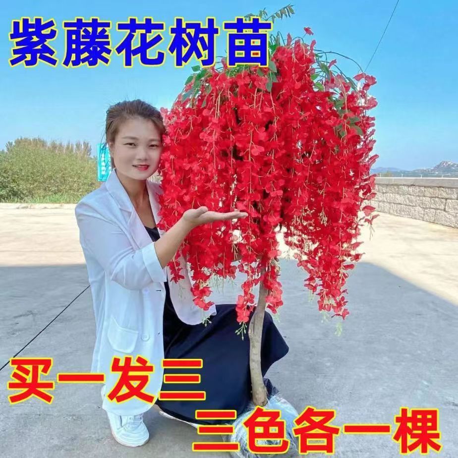紫藤树苗庭院植物四季开花浓香型盆栽长穗紫藤树苗老桩苗花卉大全