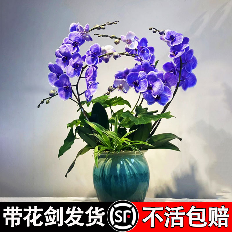 蝴蝶兰花苗带花剑化花苞花卉好养活开花水培室内耐寒易活客厅绿植