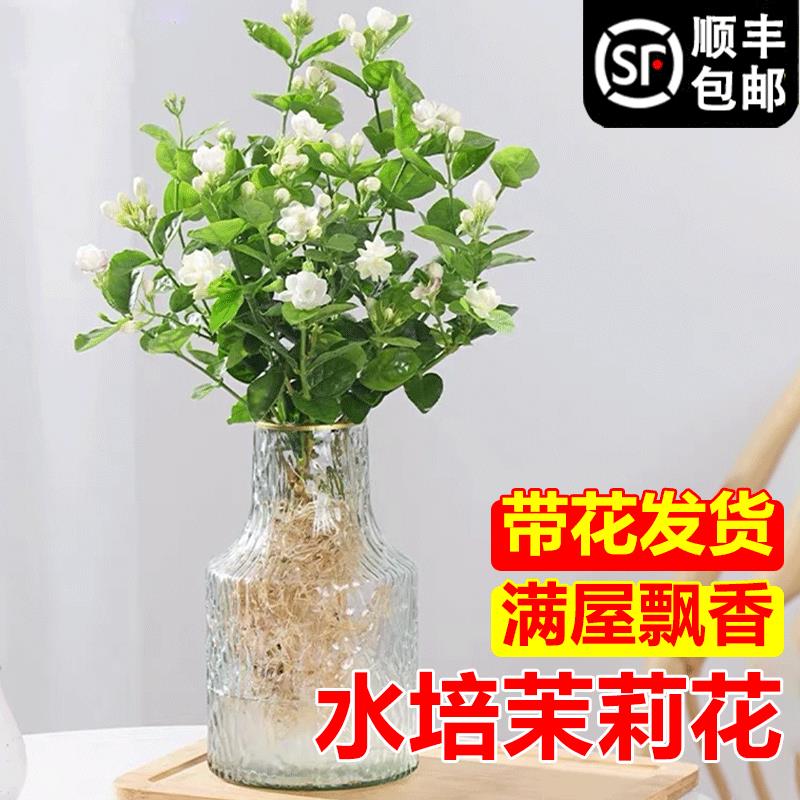 水培植物茉莉花苗室内懒人花卉四季开花办公室绿植盆栽九里香水培