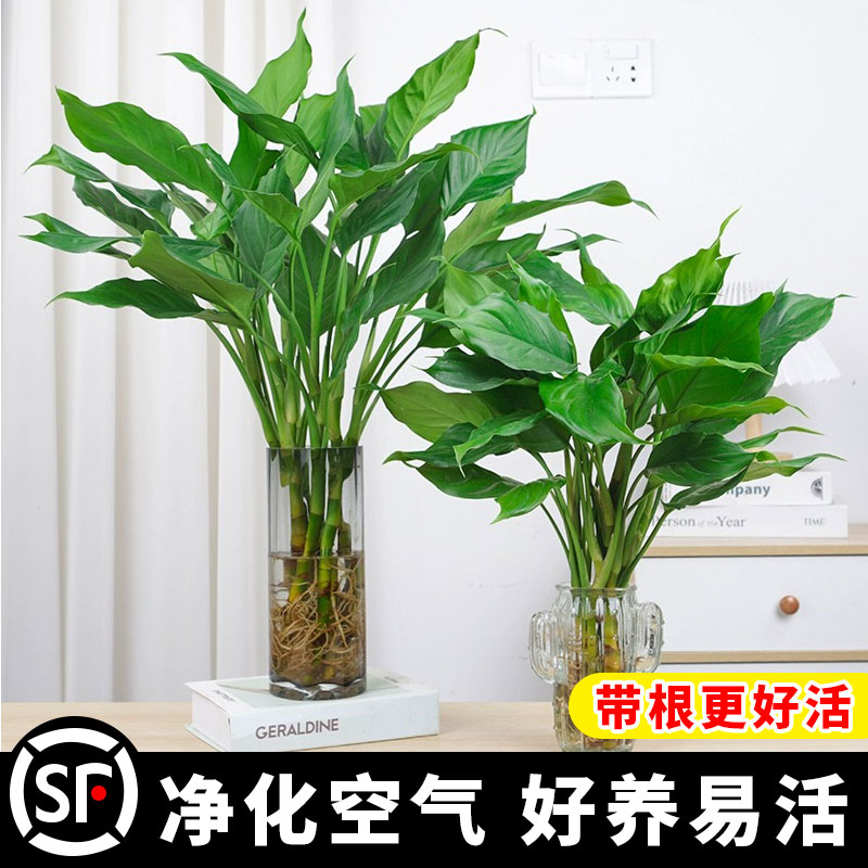 万年青盆栽水培植物客厅天堂鸟四季青好养土培办公室绿植净化空气