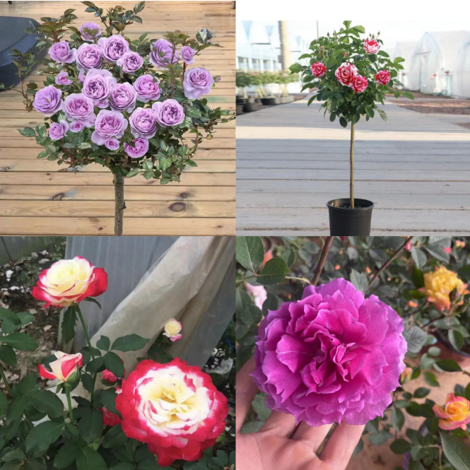 四颗组合款蓝色风暴，红双喜，天方夜谭，节日礼花大花浓香月季