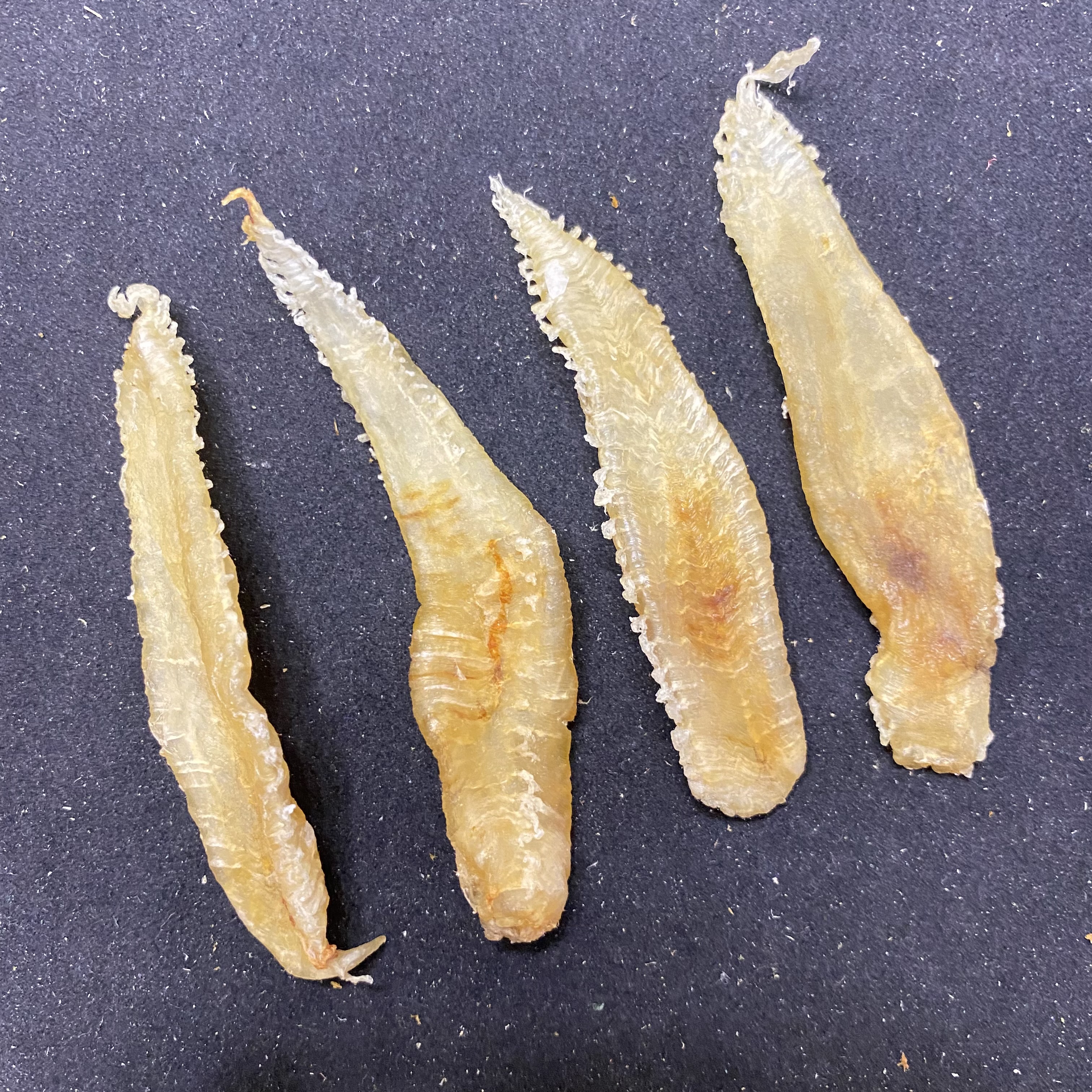 【裕膳膠】野生小土鳘孕产后老人小免疫力孩日常滋补性价比高