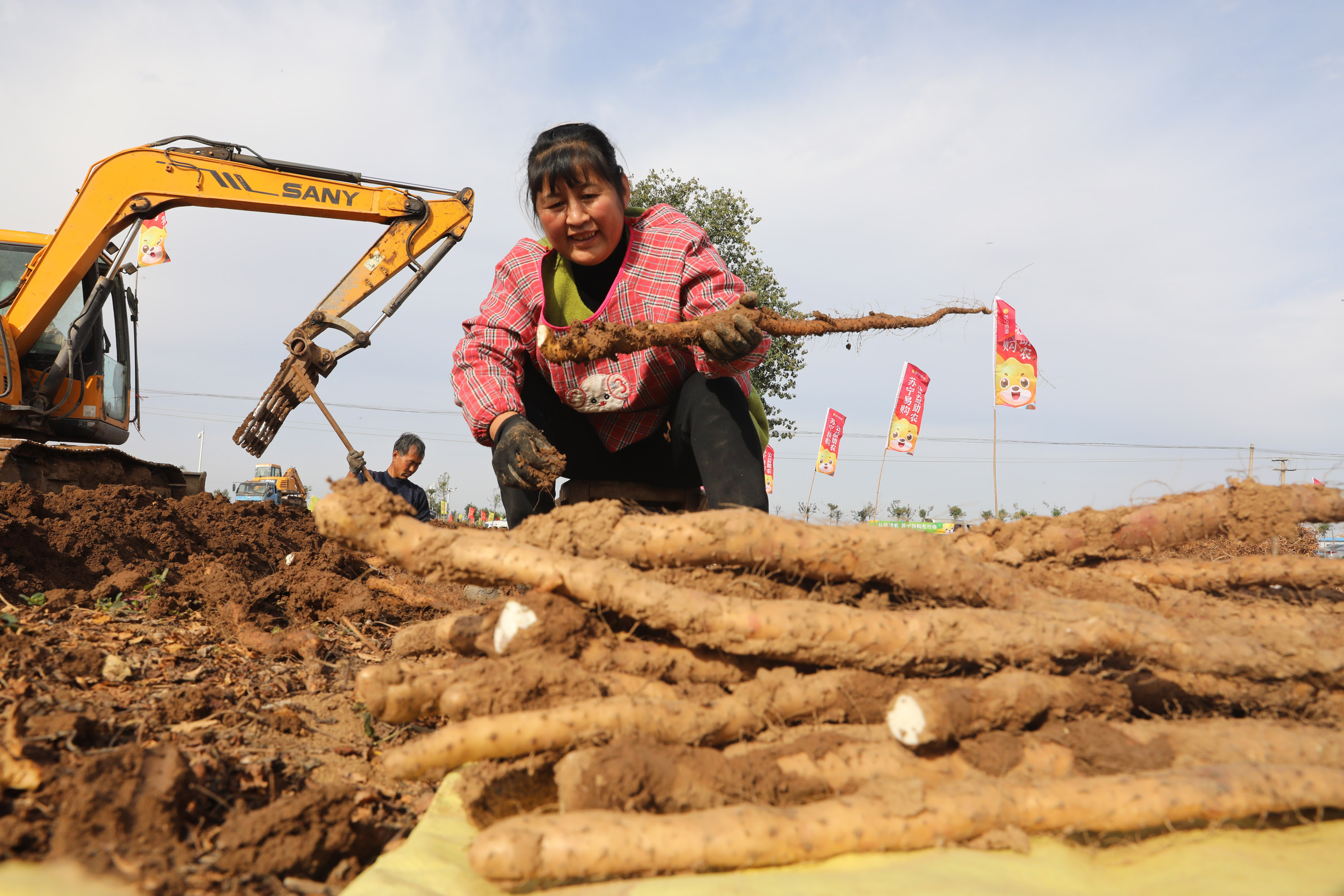 【锁锁】牧民自家草场里的   自然生长  无农残无药残   泡酒煲汤