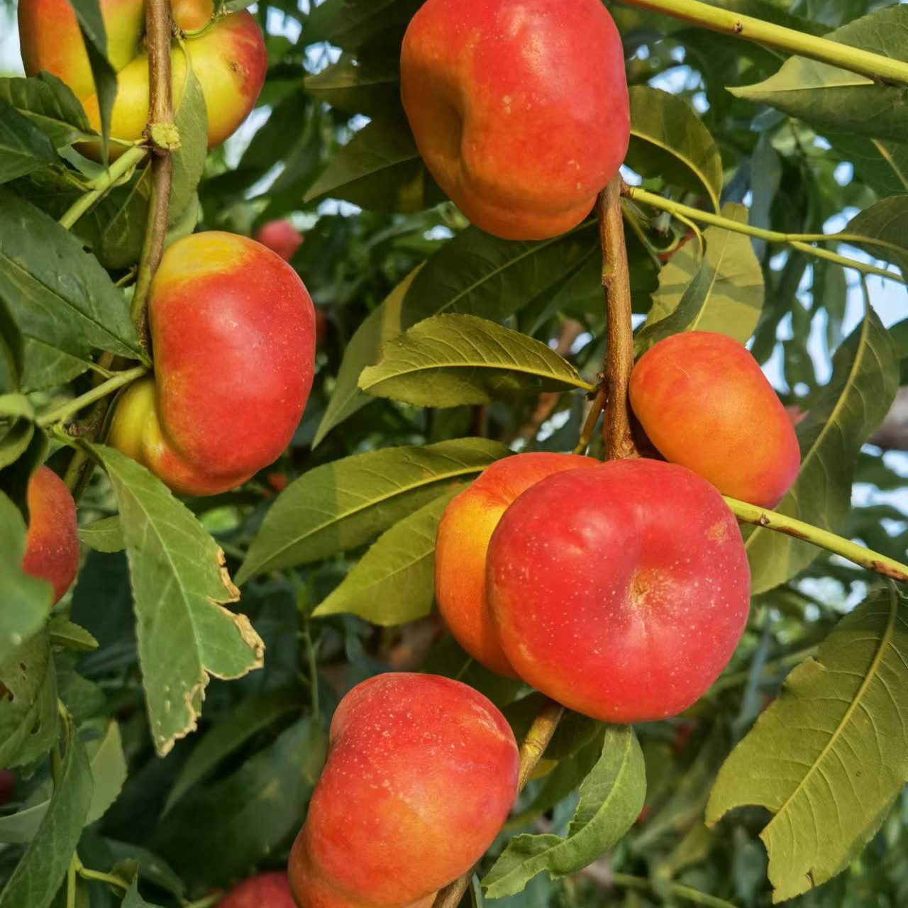新品种桃树苗 水蜜桃 油桃 蟠桃 口感蜜甜