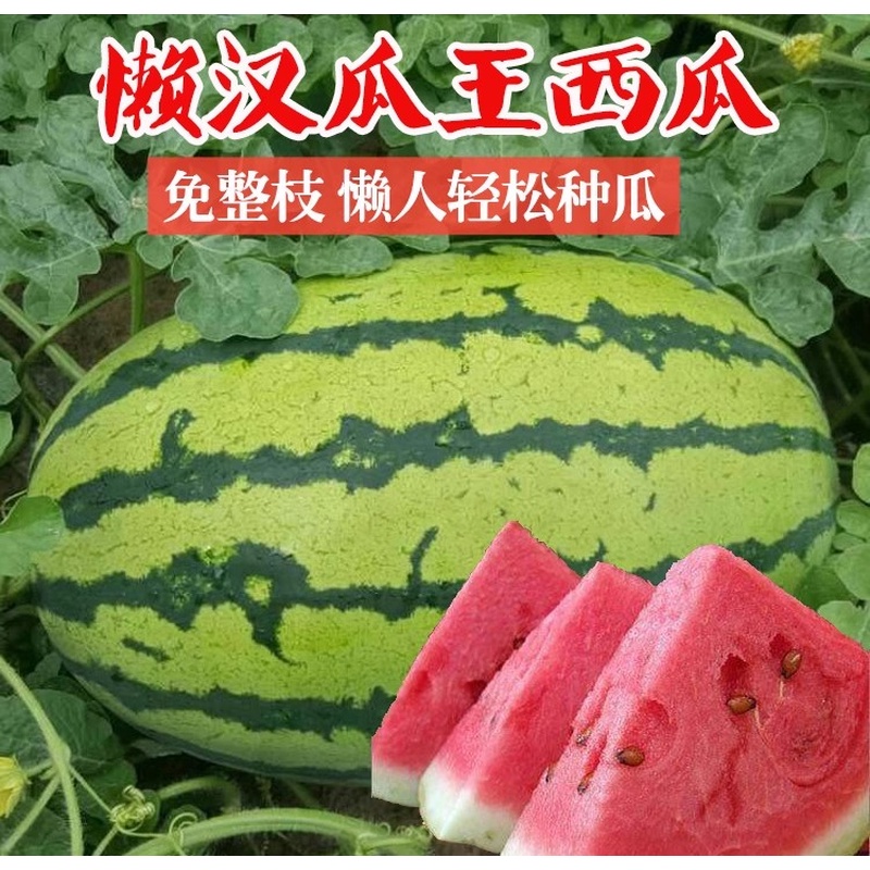 巨型懒汉西瓜种子大西瓜无籽早熟高产红壤脆甜大西瓜种甜过初恋