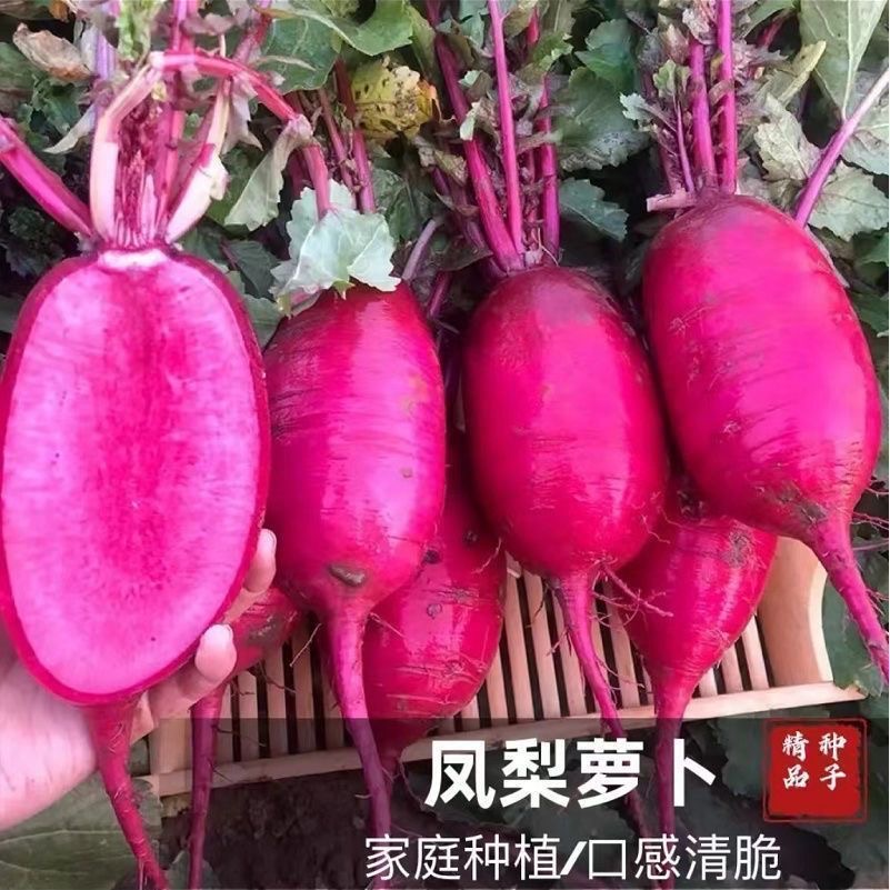 【凤梨萝卜种子】脆甜红皮红肉水果阳台花盆可种青萝卜红萝卜种子