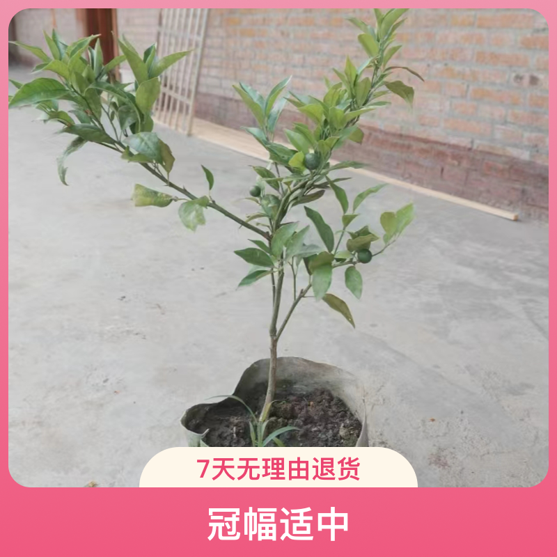 爱媛38号正宗果冻橙苗柑橘早熟南方种植盆景植物观赏原盆原土