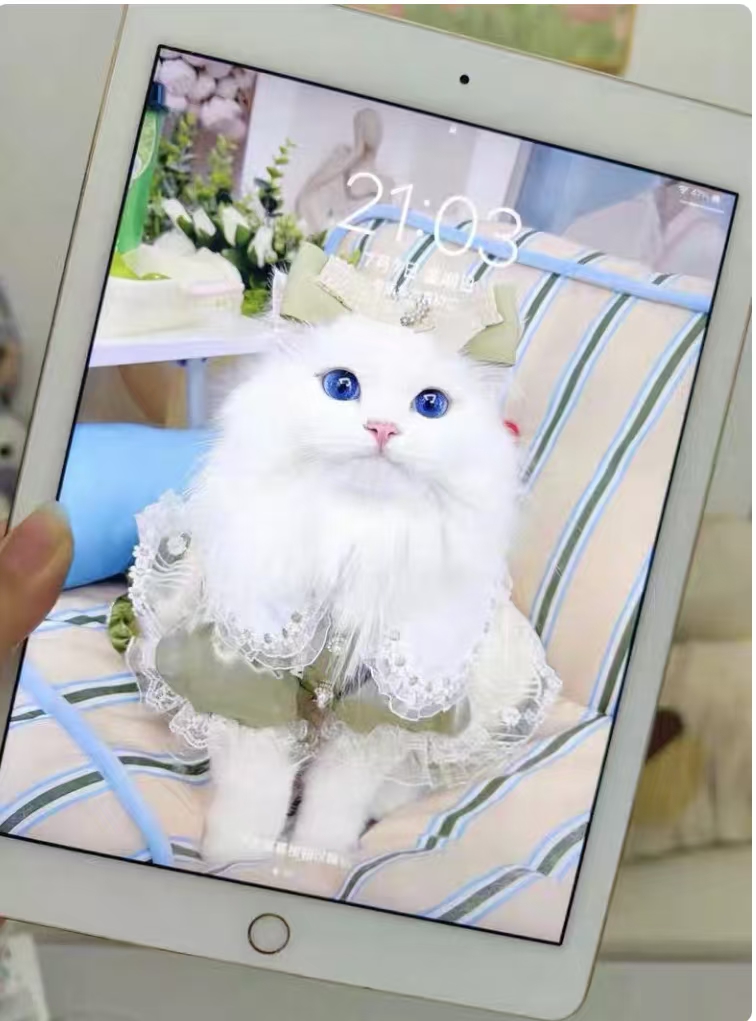 95新 Apple/苹果 适用于iPad追剧/娱乐游戏屏幕配件总成颜色随机