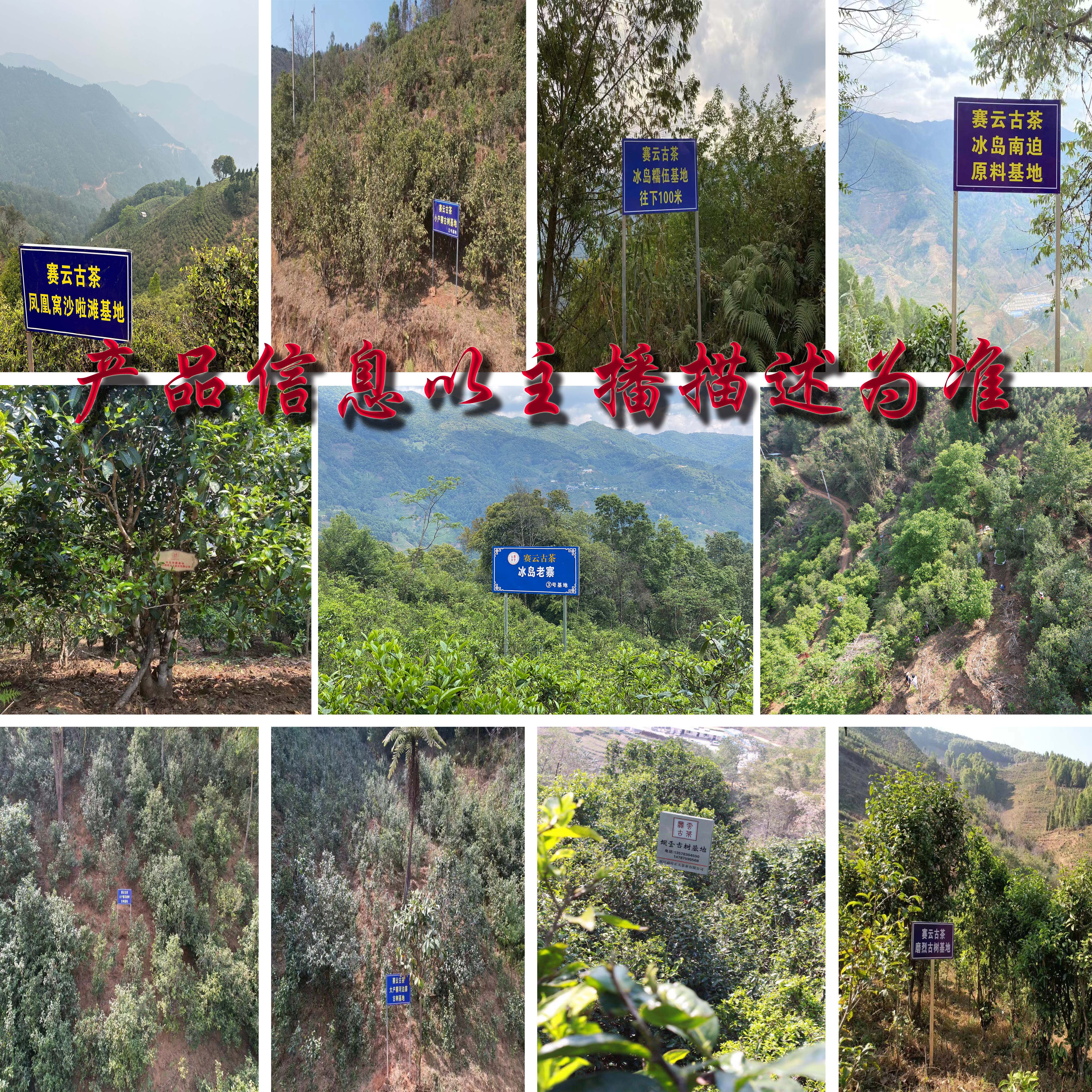 【47号】2023小勐峨 春 普洱茶（生茶）散茶 03-16