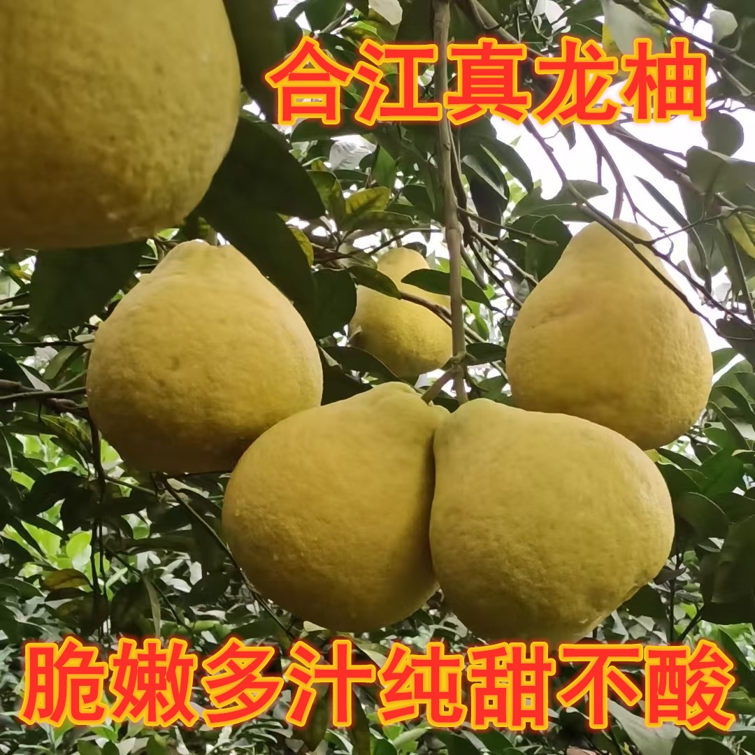  正宗四川合江真龙柚新鲜白心当季纯甜水果孕妇老人不酸沙田柚