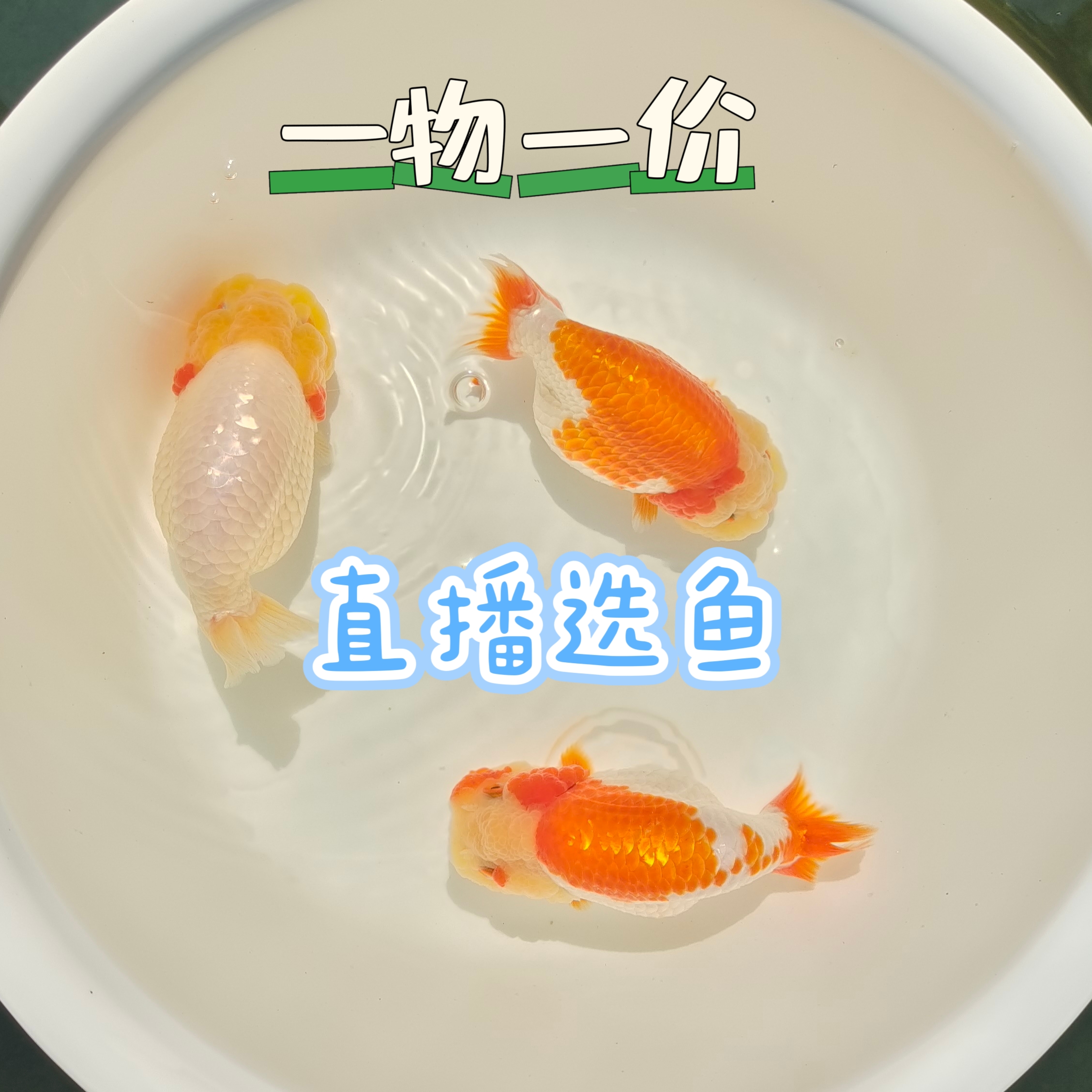 哇塞兰寿观赏鱼、 奶牛、水墨、红牛、玉兔、五花、麒麟、红白娃娃脸兰寿