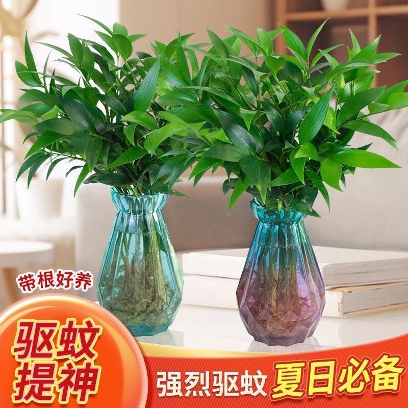 水培驱蚊竹柏驱蚊植物盆栽绿植室内花卉客厅防蚊植物水培花卉水养