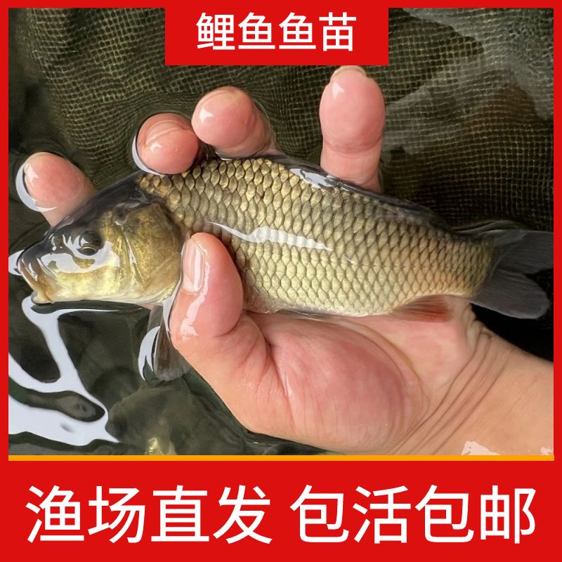 鲤鱼鱼苗 建鲤黄河鲤 红尾鲤鱼 黑鲤鱼 宠物水族观赏鱼 淡水养殖