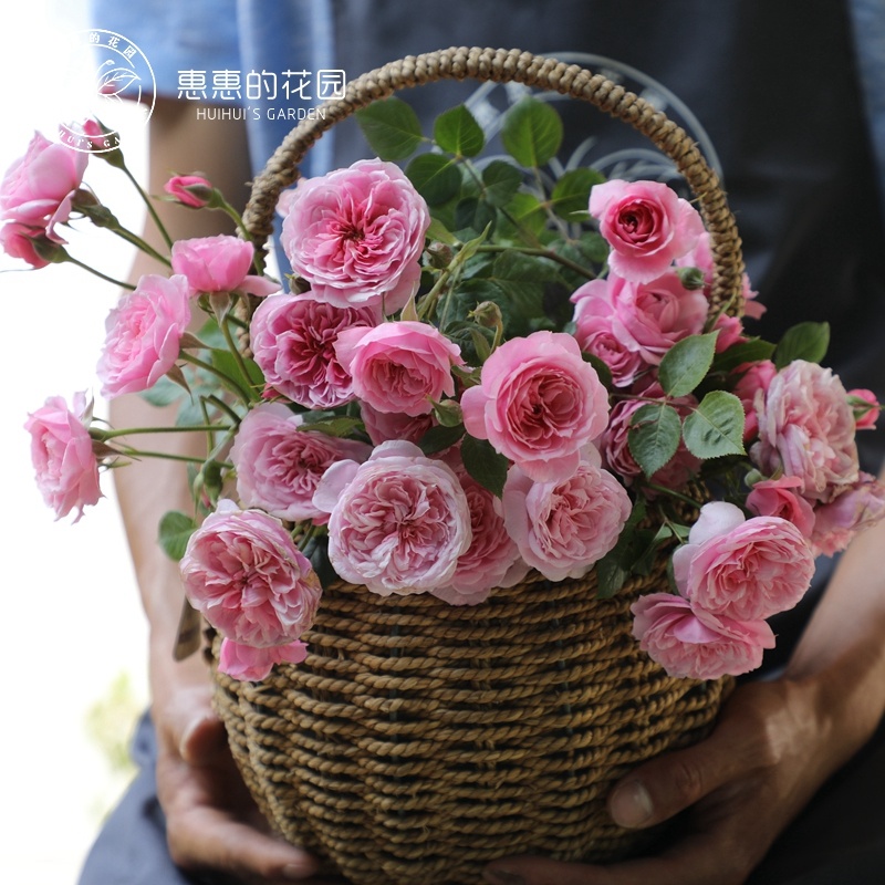 惠惠的花园 微型月季花苗 铃之妖精 多季开阳台庭院盆栽