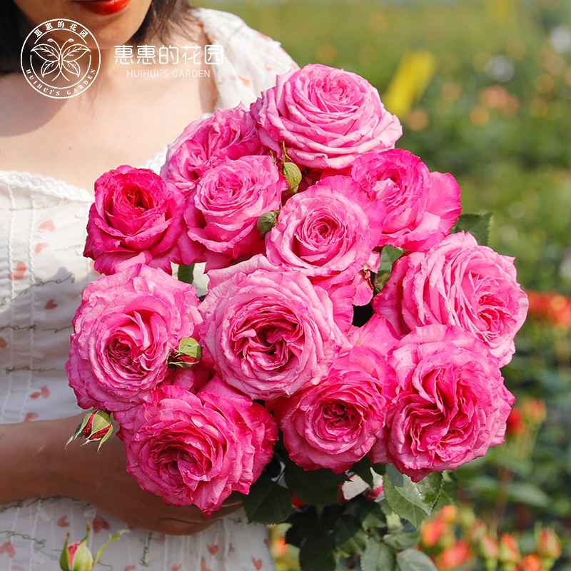 惠惠的花园灌木月季桃灼蓝天玫红色切花浓香多季开花月季盆栽