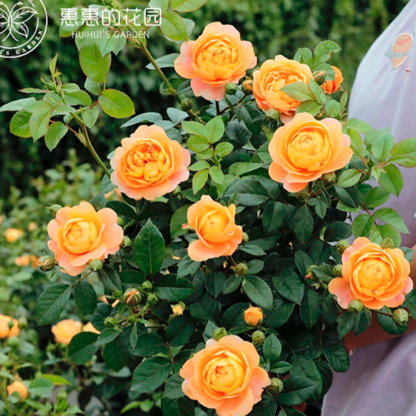 惠惠的花园  【月季3升盆】 直拍链接1  园艺花卉植物盆栽 