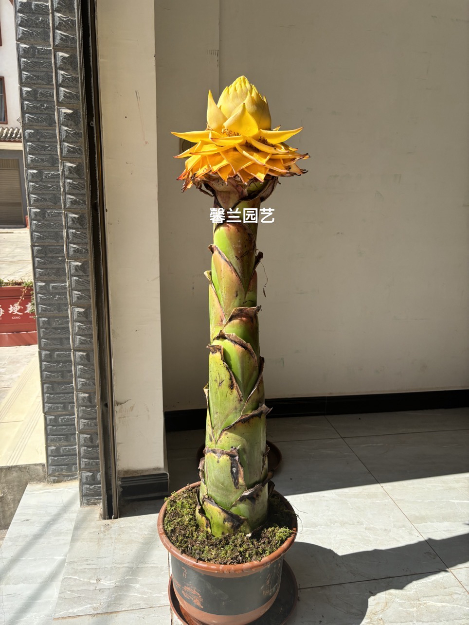 地涌金莲花，绿植花卉，巨型植株，可盆栽，地栽。