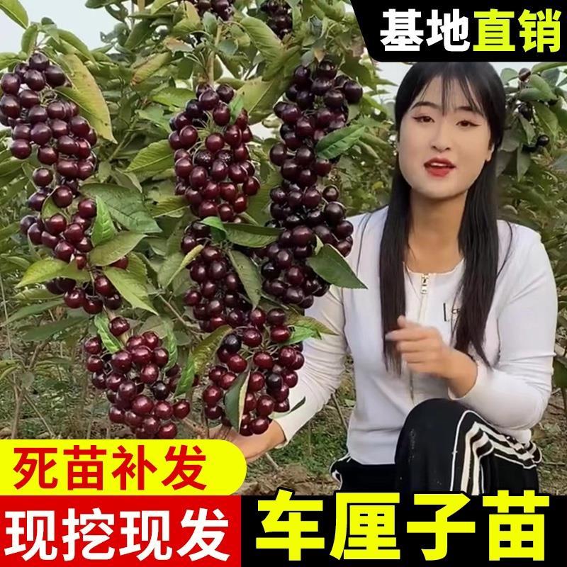 车厘子树苗樱桃树苖南方北方种植矮化樱桃树大樱桃苗庭院果树果苗