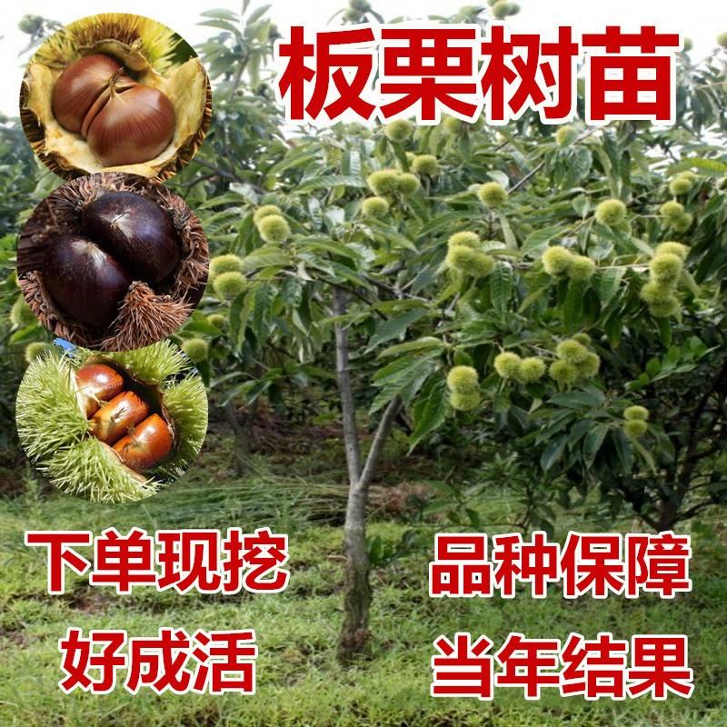 嫁接板栗树苗大红袍迁西板栗苗树栗子水果苗南方北方地栽当年结果