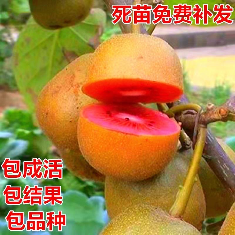红心猕猴桃树果苗软枣徐香南方北方种植黄心嫁接盆栽当年结果树苗