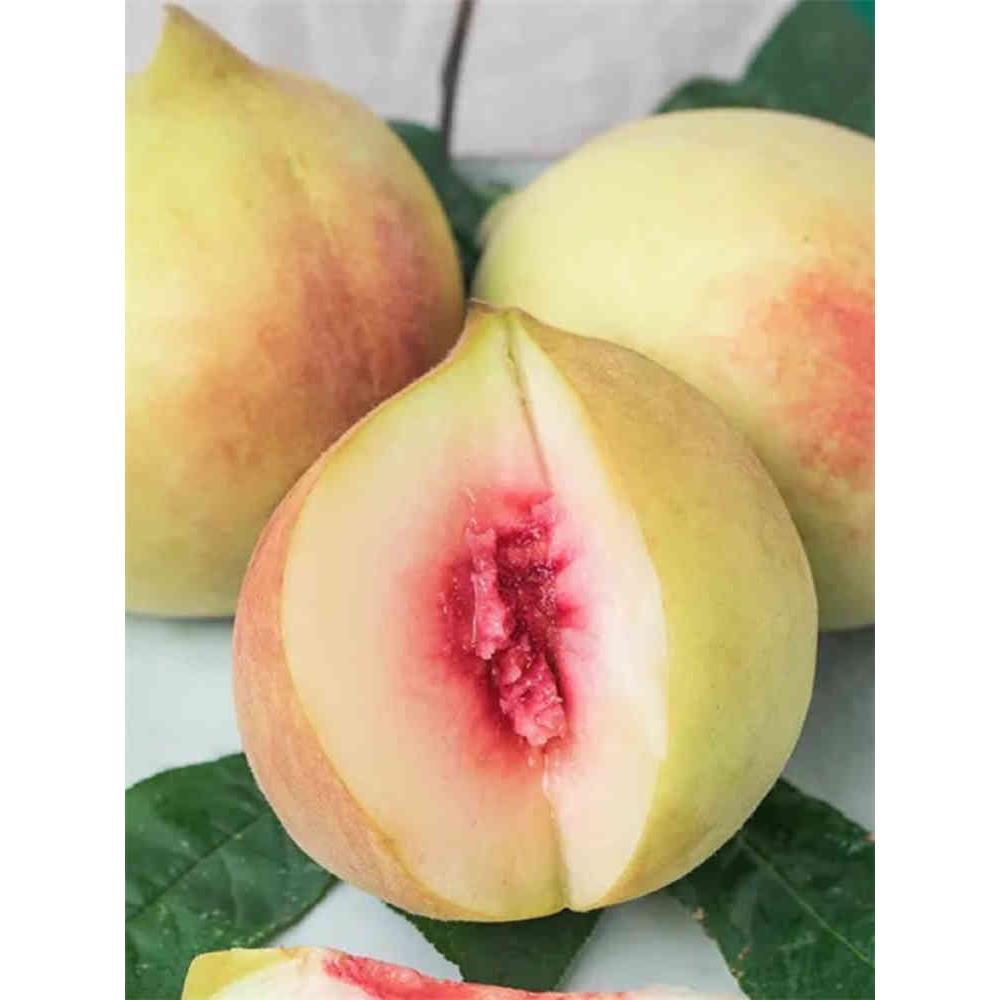 鹰嘴桃树果苗脆甜桃树苗桃子树嫁接苗南方北方种植特大树果树果苗