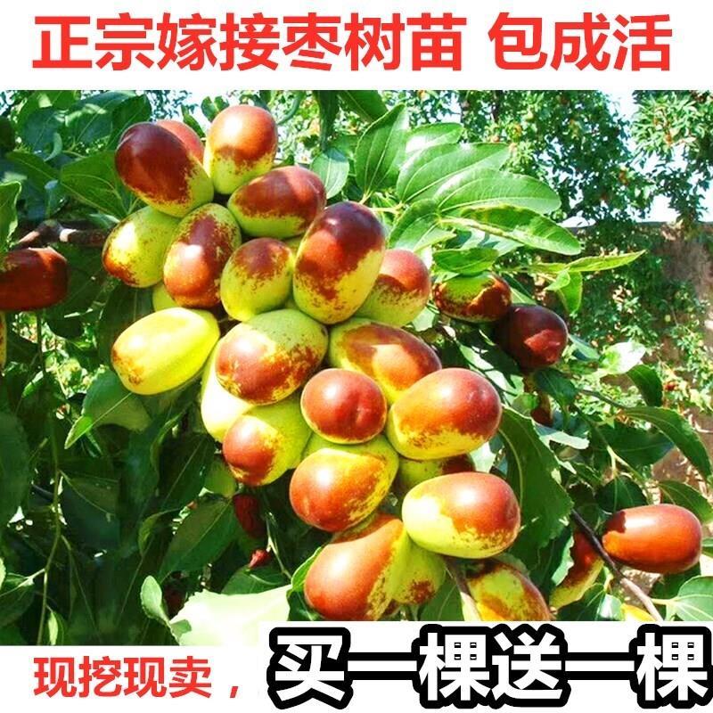 枣树苗南方北方种植盆栽地栽沾化大冬枣苗嫁接红枣果树苗当年结果