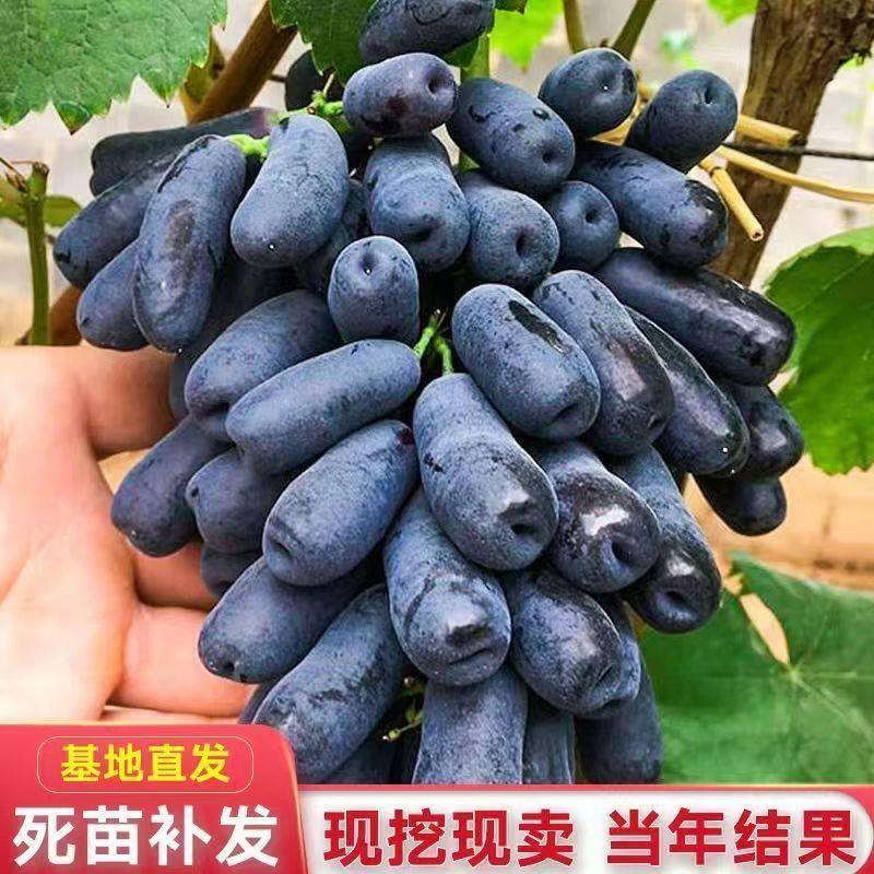 嫁接葡萄苗蓝宝石树无籽葡萄果树苗耐寒无核南方北方种植当年结果