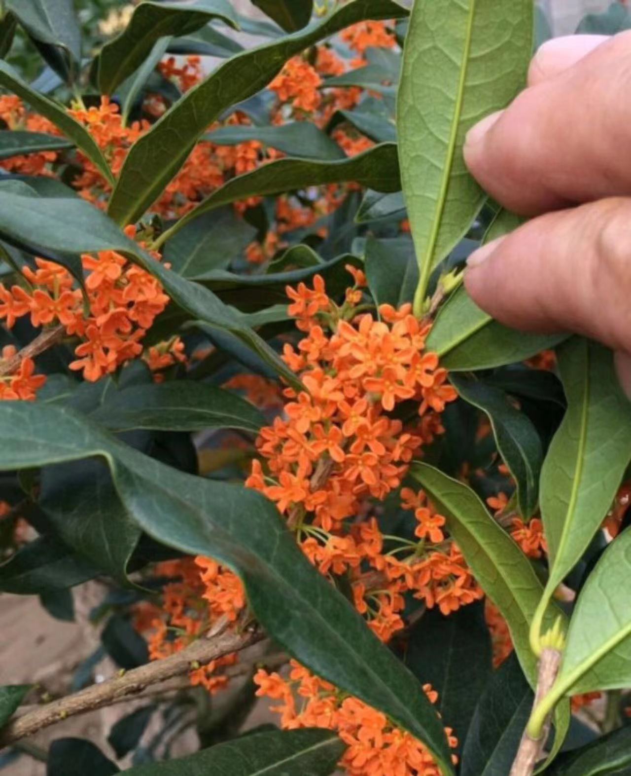 嫁接桂花盆栽四季桂八月桂大小规格齐全