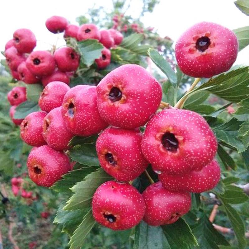 【山楂树】嫁接甜山楂苗庭院水果树果苗甜红子南方盆栽地栽新鲜