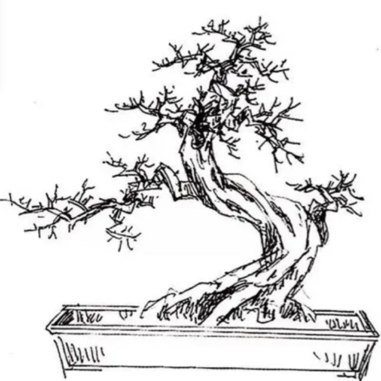 盆景直播拍，直播间拍