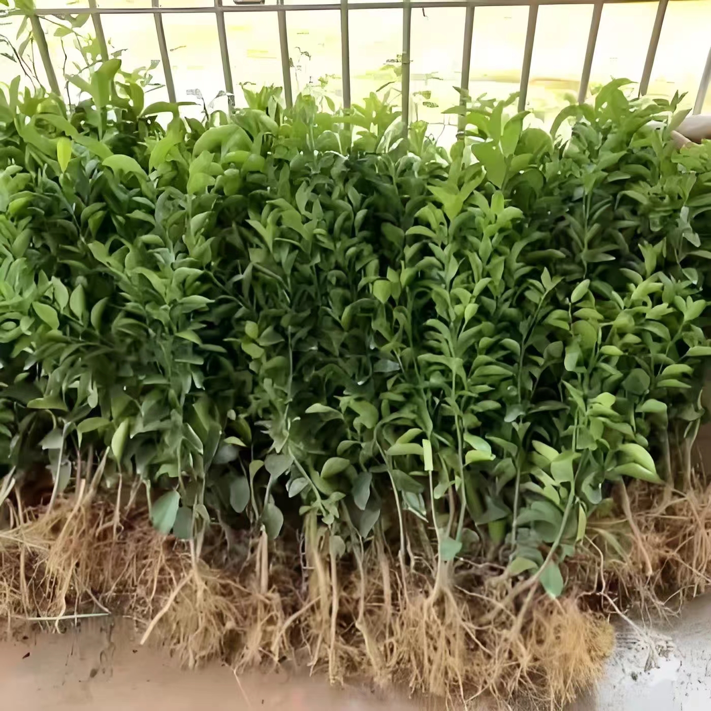 【爱--源】南北方庭院绿植花卉四季常青室内盆栽阳台