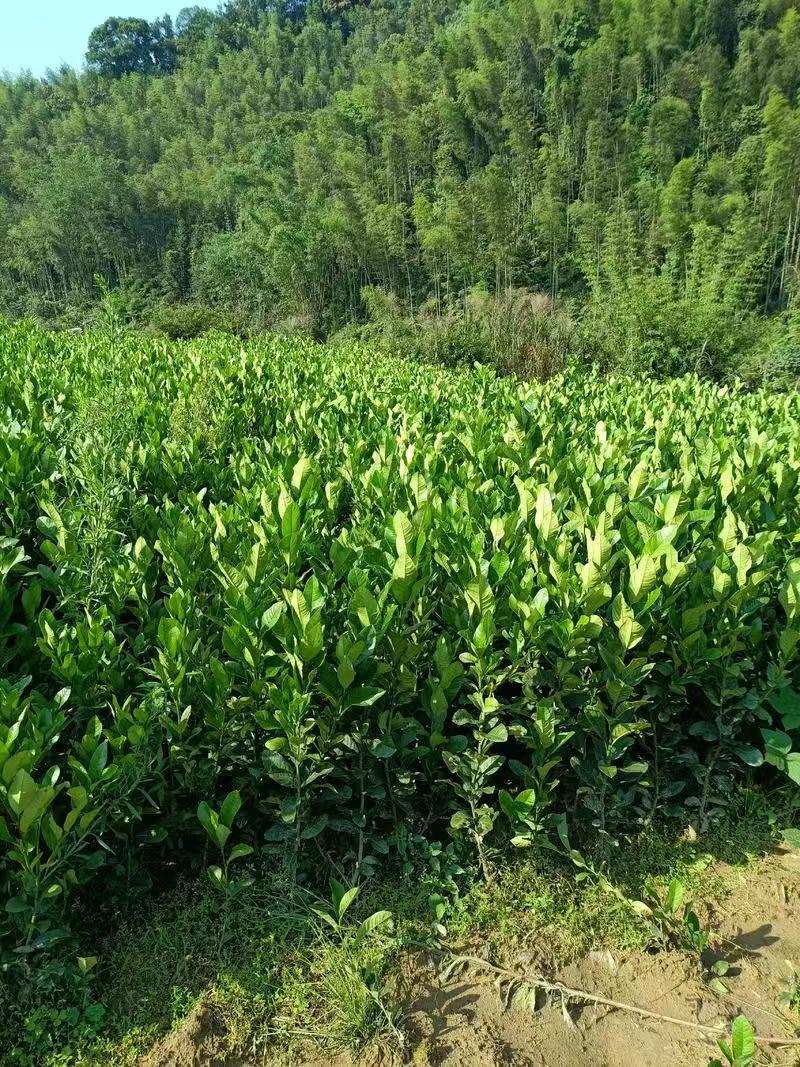 佛手绿植庭院花卉四季常青室内盆栽阳台