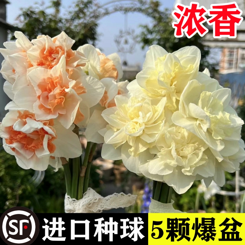 进口重瓣洋水仙种球四季开花室内盆栽花卉冬季耐寒水培土培花种子