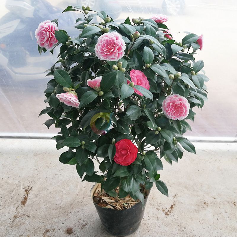 茶花盆栽带花苞树苗庭院阳台花卉