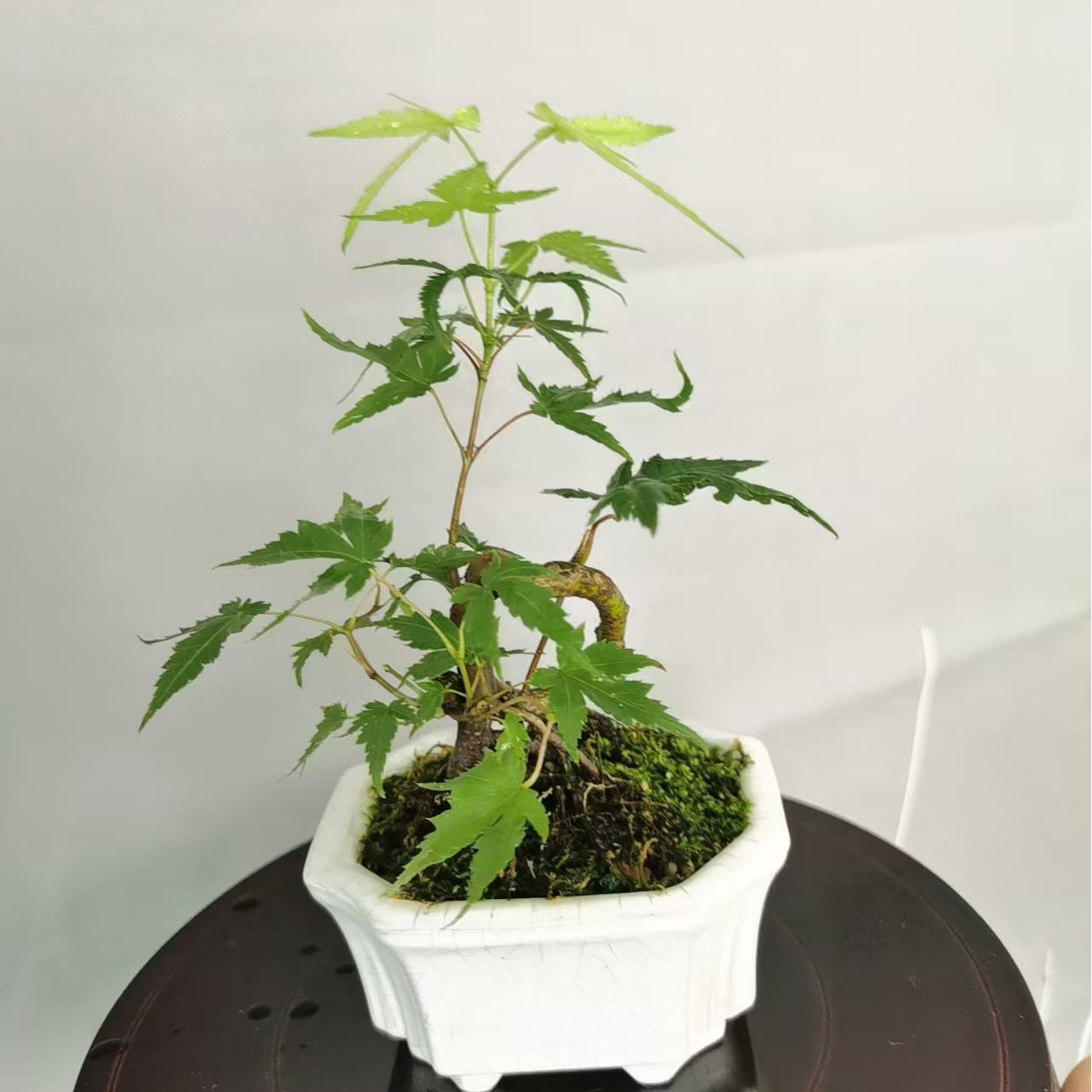 枫树-精品小微盆景