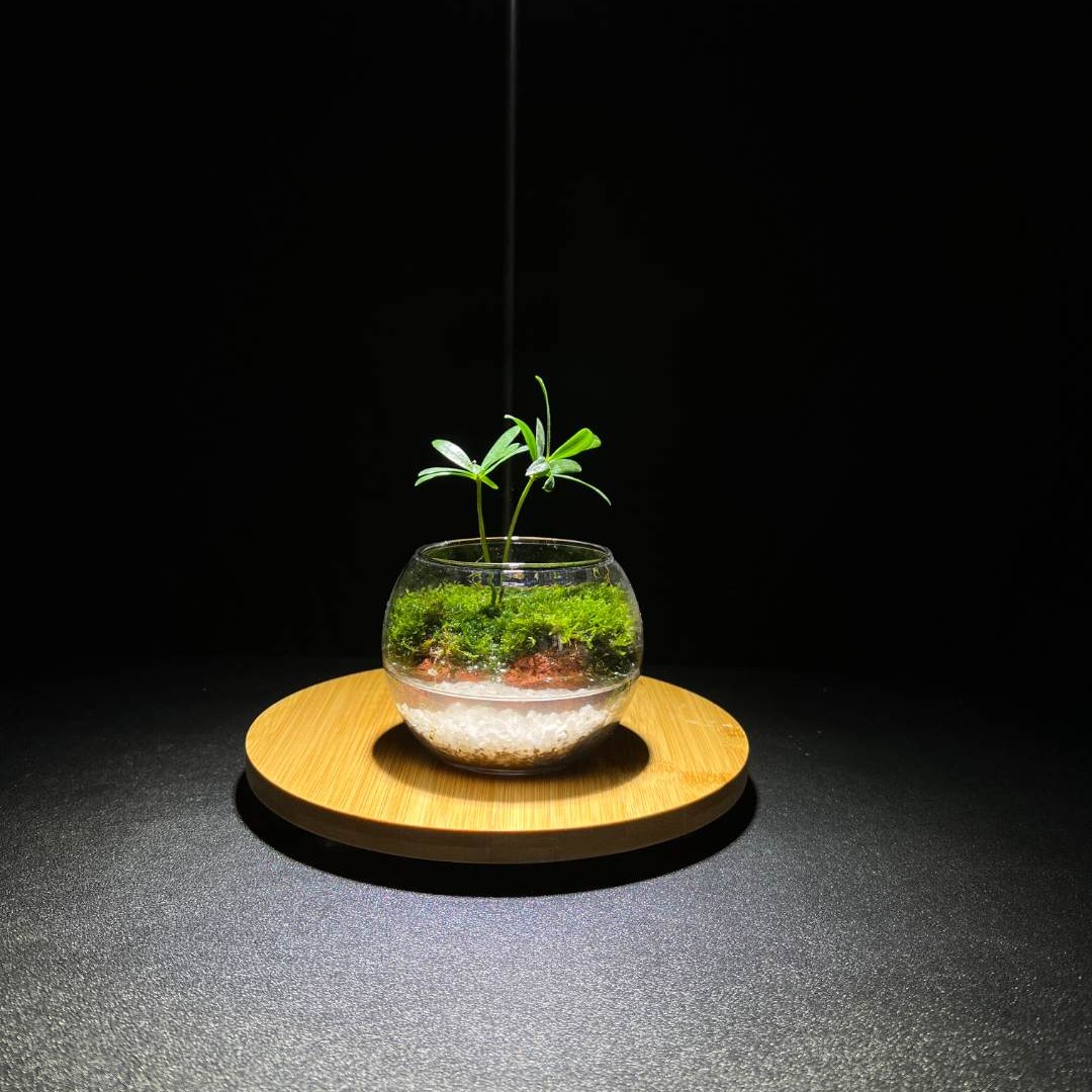缘梦-创意苔藓真植物真石头微景观罗汉松组合盆栽