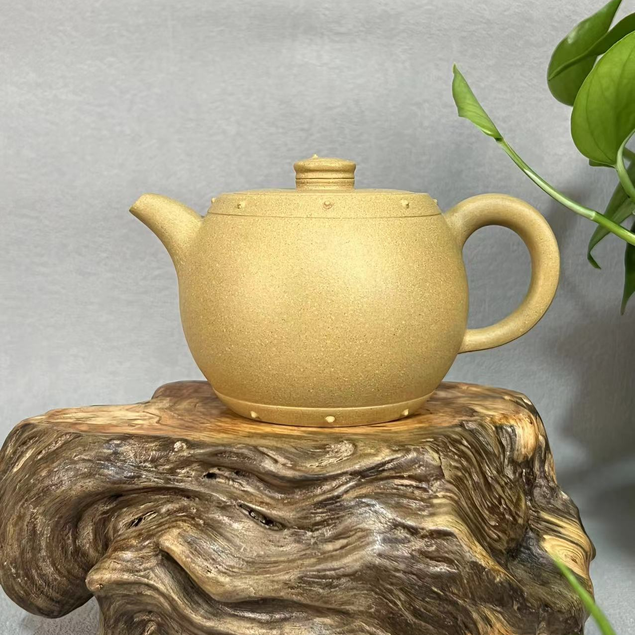 【大鼓】实拍 紫砂壶 段泥 容量约300cc